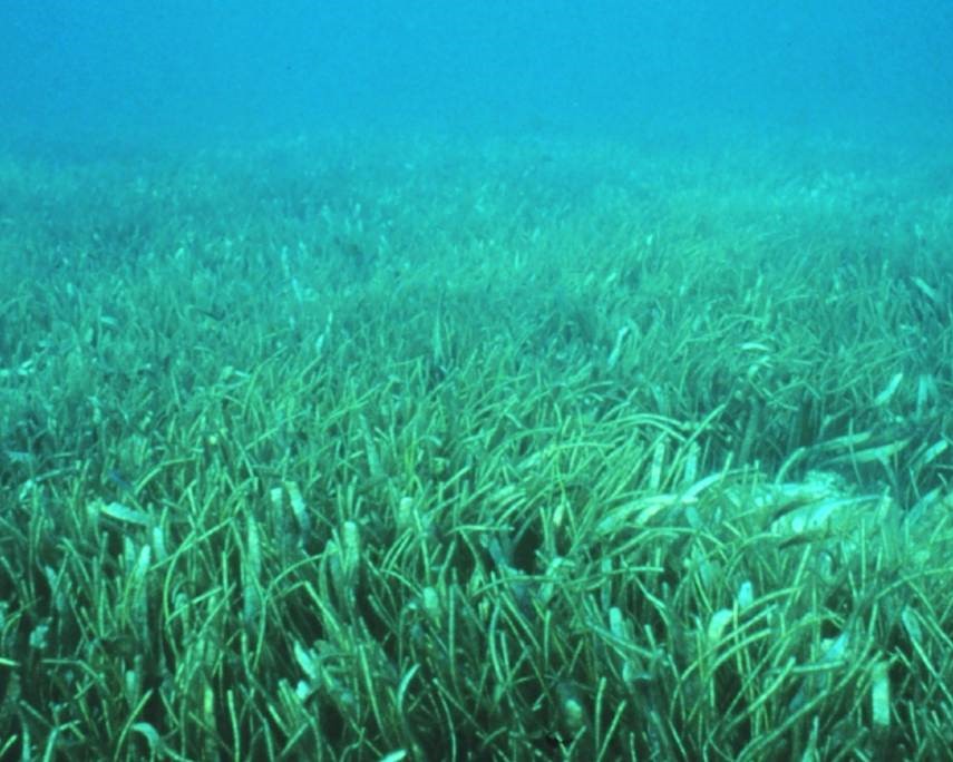 picture of seagrass